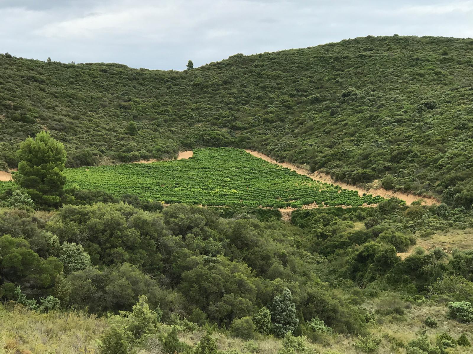 bodega gonzalo celayeta wa0013