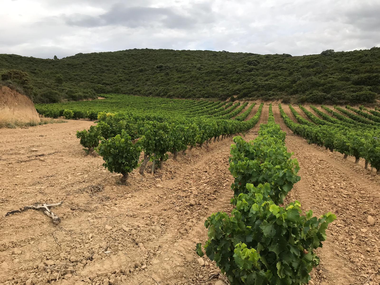 bodega gonzalo celayeta wa0017