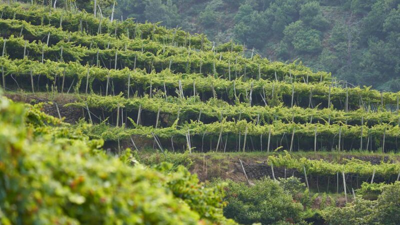 viÑedos madeira