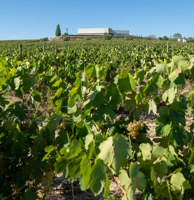 cava bertha lounge rosado