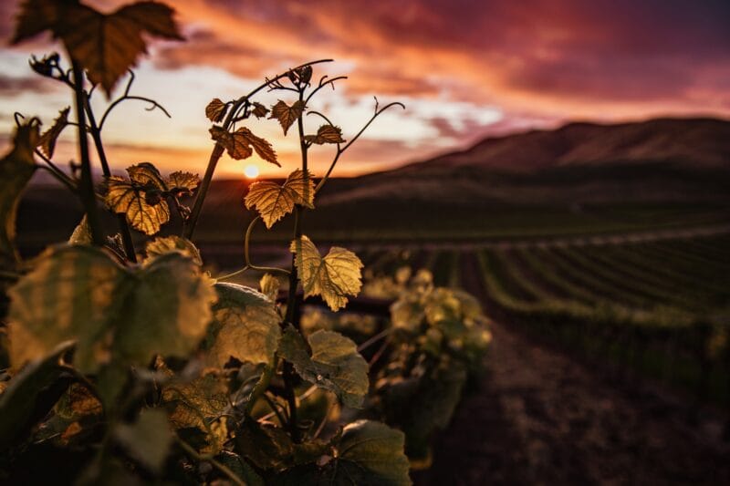 closeup shot of green grape leaves with a beautiful green landscape in the background