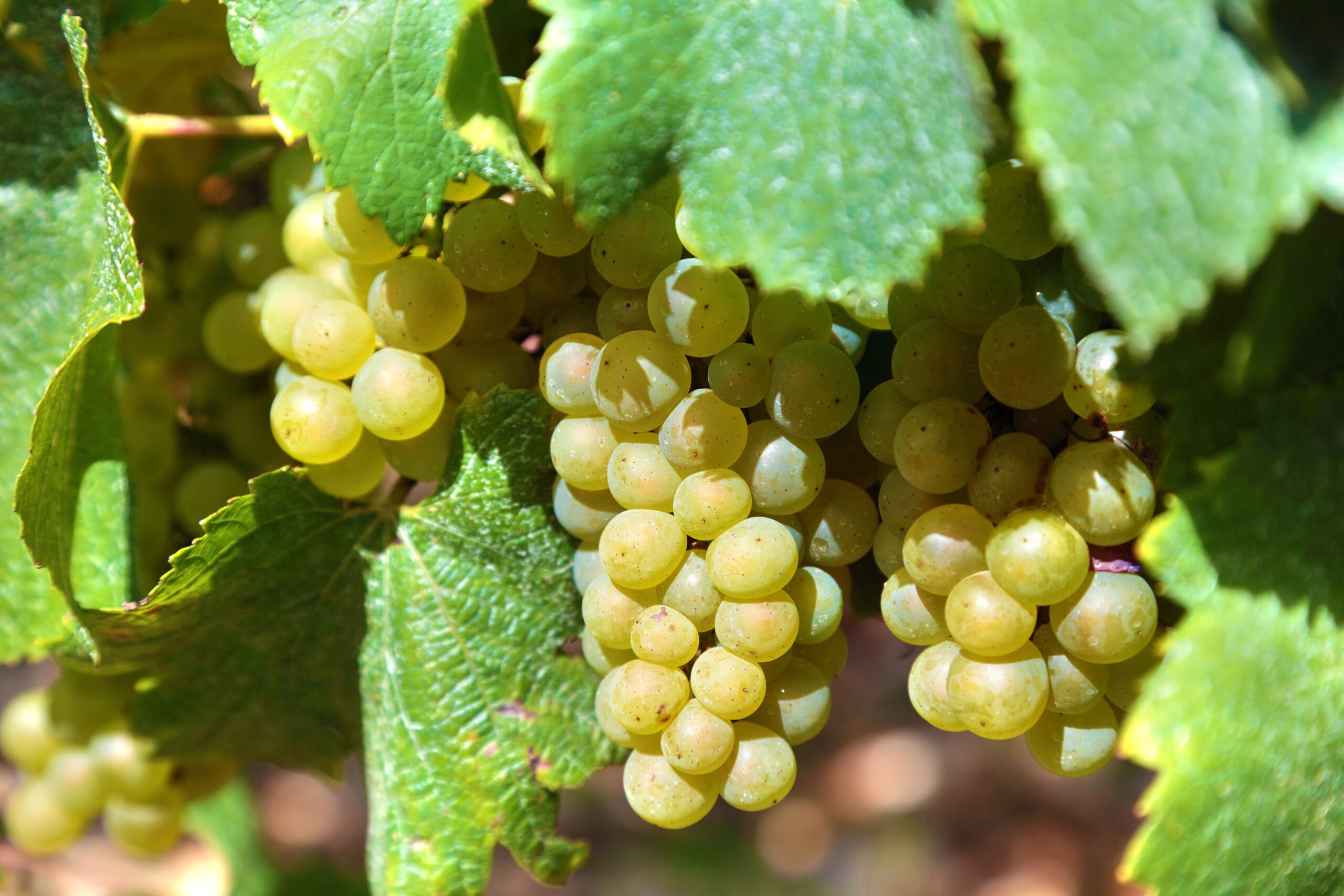 wine grapes growing in a vineyard