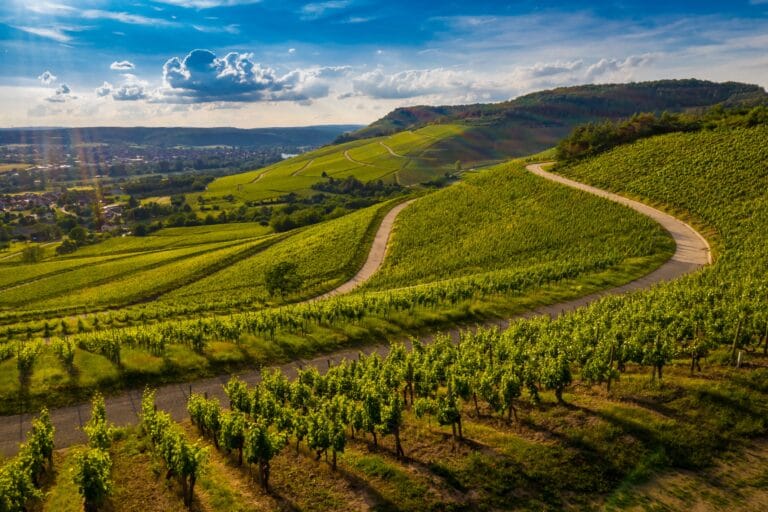 beautiful view of a vineyard in the green hills at sunset