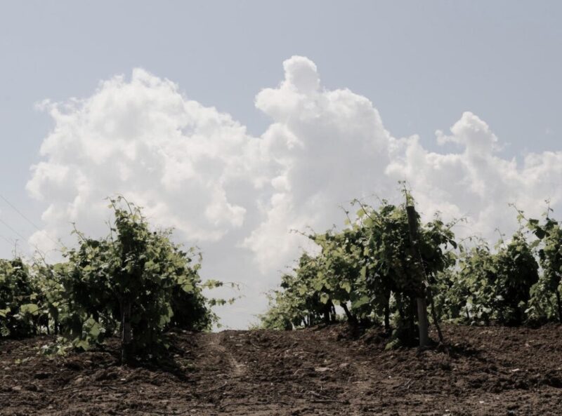 vino barbazul tintilla de rota