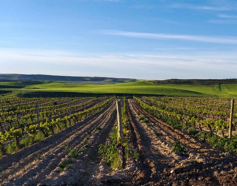 vino fuego fatuo roble