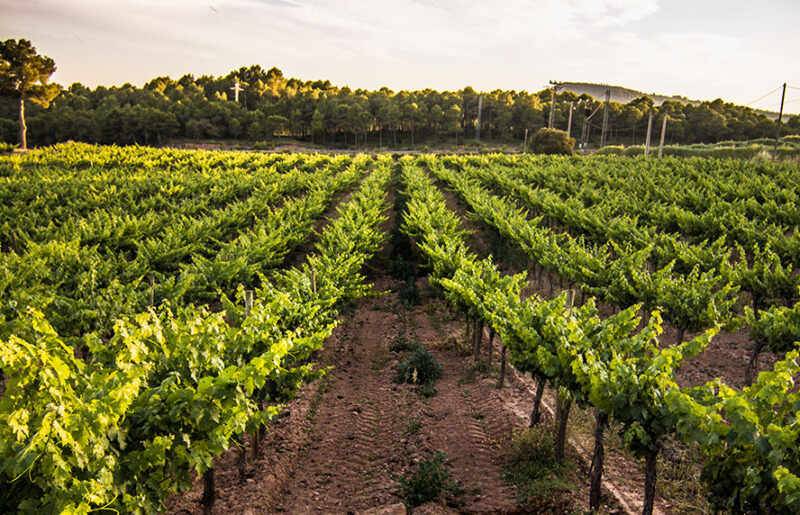 vino nonell blanc de noir