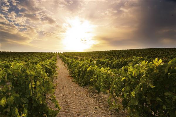 vino la batalla de salado blanco